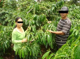 Coffee plantation (2)