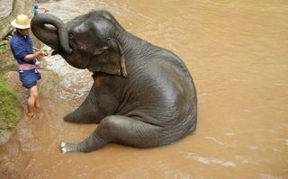 An elephant taking a bath in Thailand